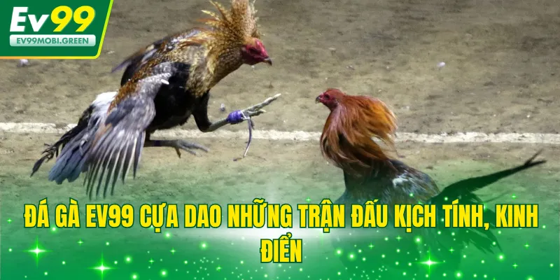 Đá gà EV99 cựa dao những trận đấu kịch tính, kinh điển