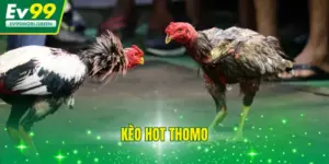 Kèo Hot Thomo - Tổng Hợp Kèo Đá Gà Hot Trong Ngày